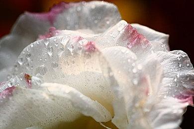 美国伊利诺伊州一警局发布“使命召唤”招募广告引争议